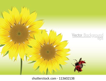 vector sunflower  and ladybird