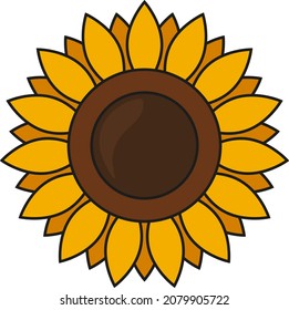 Vector sunflower on white background