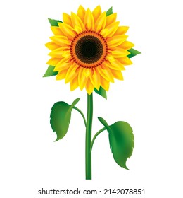 Vektorsonnenblume auf weißem Hintergrund