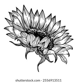 Vector Sunflower outline Illustration. Seasonal autumn Flower painted by black inks for harvest festival invitations or fall greeting card. Line art floral etching for icon or logo.