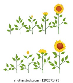Vector sunflower plant growth stages concept, abstract flower symbols isolated on white background. Sunflower life cycle. Flat style.