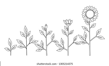 Life Cycle Sunflower Images Stock Photos Vectors Shutterstock