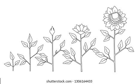 Vector sunflower plant growth stages coloring concept, abstract flower symbols isolated on white background. Sunflower life cycle. Flat style.