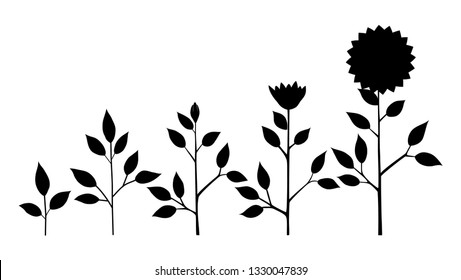 Vector sunflower plant growth stages silhouette, abstract flower symbols isolated on white background. Sunflower life cycle. Flat style.