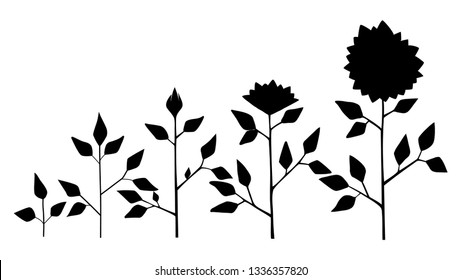 Vector sunflower plant growth stages silhouette, abstract flower symbols isolated on white background. Sunflower life cycle. Flat style.