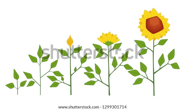 Vector Sunflower Plant Growth Stages Concept Stock Vector (Royalty Free ...