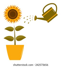 vector sunflower in pot and watering can isolated on white background