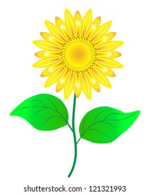 Vector sunflower, realistic illustration.
