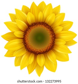 Vector sunflower, realistic illustration.