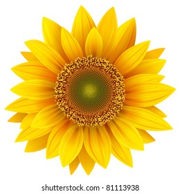 Vector sunflower, realistic illustration.