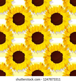 vector sunflower seed head flower seamless pattern