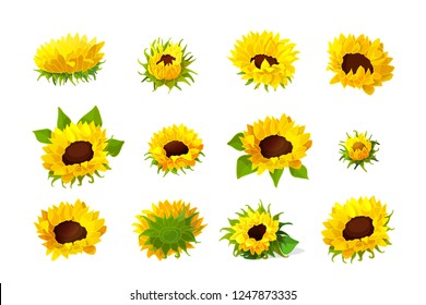 vector sunflower seeds head flower icons set