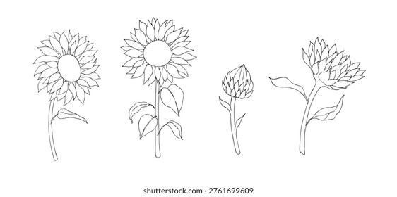 Vector sunflower set, graphic hand drawn isolated fluffy illustration. Botanical hand drawn illustration isolated on background. Ideal for seasonal, halloween, forest, or nature-themed designs. Rustic