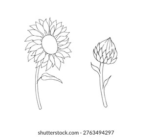 Vector sunflower set, graphic hand drawn isolated fluffy illustration. Botanical hand drawn illustration isolated on background. Ideal for seasonal, halloween, forest, or nature-themed designs. Rustic