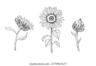 Vector sunflower set, graphic hand drawn isolated fluffy illustration. Botanical hand drawn illustration isolated on background. Ideal for seasonal, halloween, forest, or nature-themed designs. Rustic