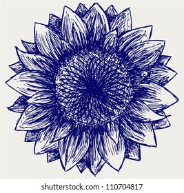 Vector sunflower. Sketch