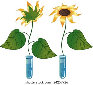 vector sunflower in tube