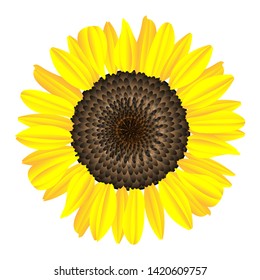 vector sunflower, yellow flower like sun , in park and garden 
