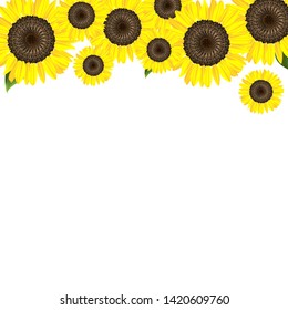 vector sunflower, yellow flower like sun , in park and garden 