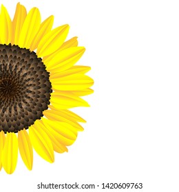 vector sunflower, yellow flower like sun , in park and garden 
