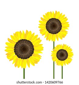 vector sunflower, yellow flower like sun , in park and garden 