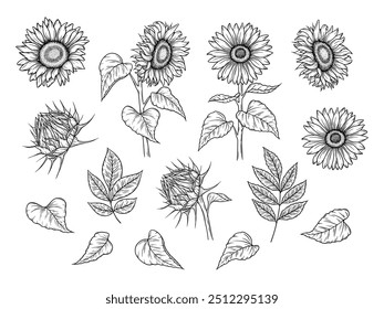 Vector girasoles y hojas de otoño ilustraciones en estilo de arte de línea. Dibujo gráfico monocromo. Dibujado a mano boceto de contorno floral, ilustración grabada. Para colorear libro, tatuaje, logotipo, icono.