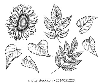 Vector sunflowers and autumn leaves illustrations set in line art style. Graphic monochrome drawing. Hand drawn floral outline sketch, engraved illustration. For coloring book, tattoo, logo, icon.