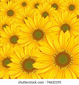 vector sunflowers background