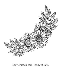 Vector sunflowers border illustration, line art floral composition. Graphic monochrome drawing. Hand drawn flowers outline sketch, engraved illustration. For coloring book, tattoo, logo, invitation
