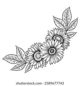 Ilustración de borde de girasoles de Vector, composición floral de arte lineal. Dibujo gráfico monocromo. Dibujado a mano boceto de contorno de flores, ilustración grabado. Para el libro de colorear, tatuaje, logotipo, invitación