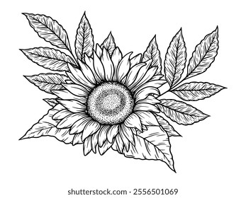 Vector sunflowers illustration, line art floral composition. Graphic monochrome drawing. Hand drawn flowers outline sketch, engraved illustration. Design element for coloring book page, tattoo, logo.