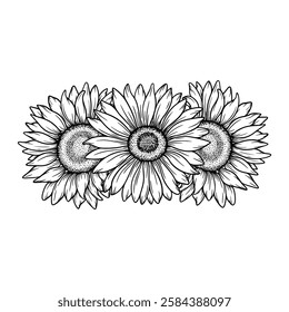 Vector sunflowers illustration, line art floral composition. Graphic monochrome drawing. Hand drawn flowers outline sketch, engraved illustration. Design element for coloring book page, tattoo, logo.