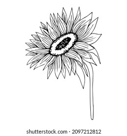 Conjunto de ilustraciones de girasoles vectoriales, conjunto de contorno floral negro y blanco, clipart de verano girasol