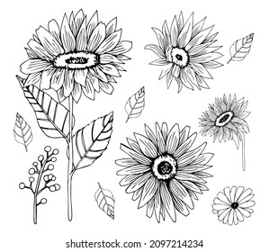 Vector Sunflowers illustration set, Black and White Floral outline set, Sunflower summer clipart