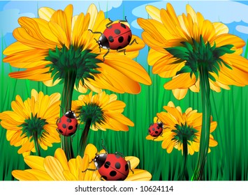 vector. Sunflowers and ladybugs