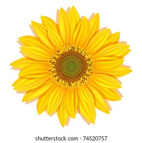 Vector sunflowers on a white background