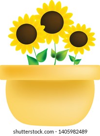 Vector sunflowers in a pot on an isolated white background. Room flowers.