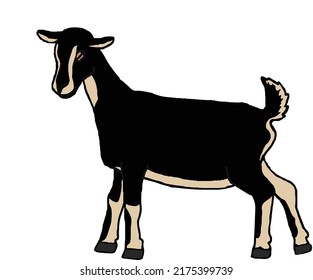 vector de una cabra montana de sungau, con el cuerpo entero cerca de un lado. plantilla de concepto de animales salvajes.