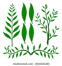 Hojas de vector sungkai con varias formas y detalles de motivos de hoja, buenas para diversos diseños con el tema de la medicina natural