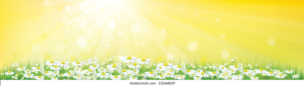 Vector of sunny sky background with chamomiles field..