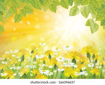 Vector sunshine background with branches of  leaves,  chamomiles and dandelions.