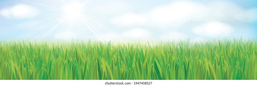 Vector sunshine nature background. Summer landscape with blue sky and green grass.