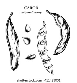 Vector super food Carob. Hand drawn  carob  pods and carob beans in sketch style. Super food for vegetarian.
