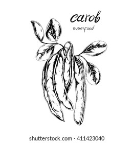 Vector super food Carob. Hand drawn branch of Carob with leaves and carob pods in sketch style.Super food for vegetarian.