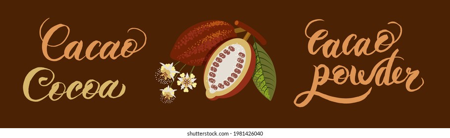 Vector superfood drawing template. Fruit, leaf and bean engraving. Organic healthy food chocolate packaging, cacao banner, poster, label.