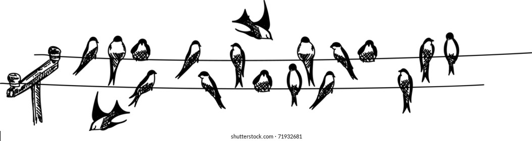 vector - swallows sitting on phone wire