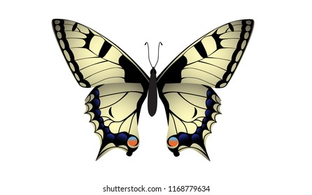 Vector swallowtail butterfly Papilio machaon on white background