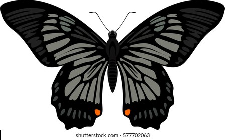 vector swallowtail butterfly Papilio veiovis
