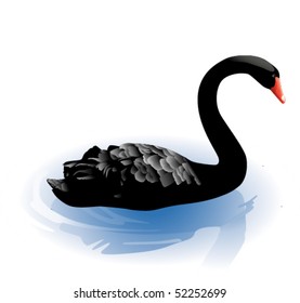 Vector swan
