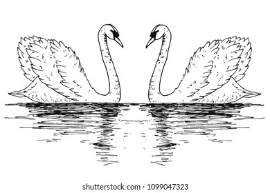 Vector swan couple illustration with reflection. Swimming elegant swan birds in love, beautiful wild nature sketch. Royal swan ink outline illustration, hand drawn animal.